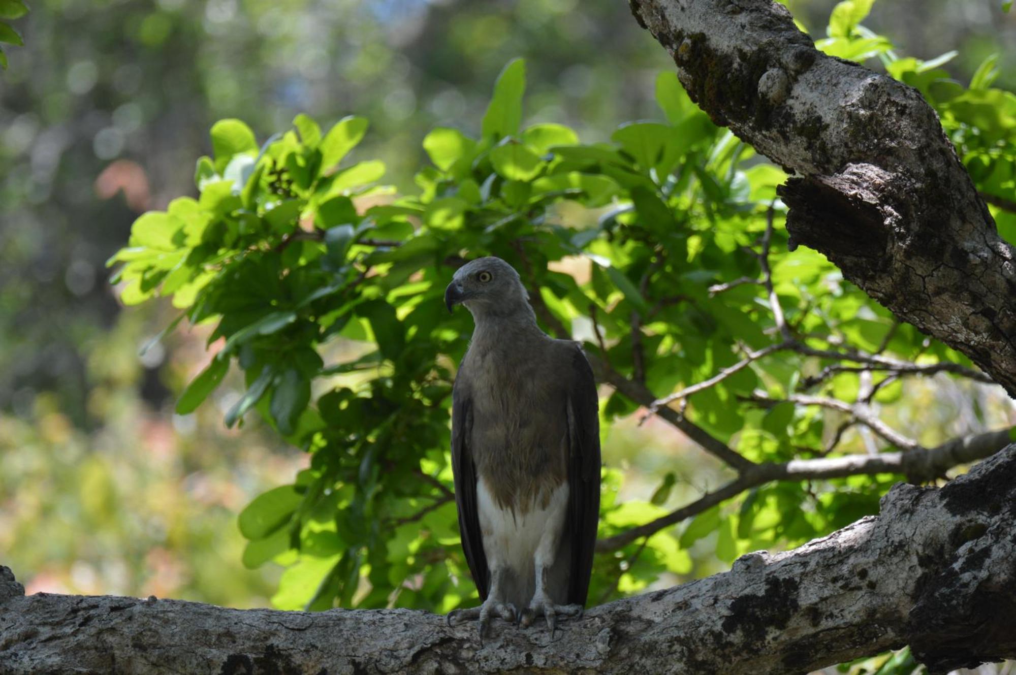 Priyanna Guest, Forest View Polonnaruwa Εξωτερικό φωτογραφία